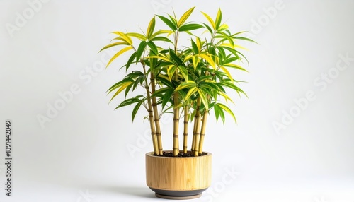 A lush bamboo plant in a stylish wooden pot, perfect for adding a touch of nature to contemporary spaces.
