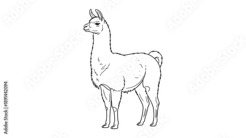 Llama Outline Portrait: A simple, elegant outline of a llama, perfect for adding a touch of minimalistic charm to your creative projects.