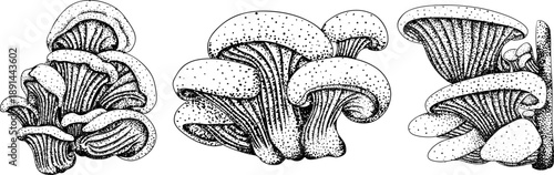 Vector detailed hand drawn mushroom illustration set in vintage botanical engraving style, black and white ink drawing with stippling and line art, organic forest fungi, trending botanical artwork