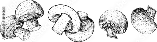 Vector detailed hand drawn mushroom illustration set in vintage botanical engraving style, black and white ink drawing with stippling and line art, organic forest fungi, trending botanical artwork