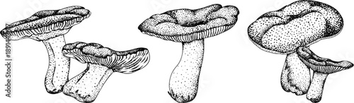 Vector detailed hand drawn mushroom illustration set in vintage botanical engraving style, black and white ink drawing with stippling and line art, organic forest fungi, trending botanical artwork