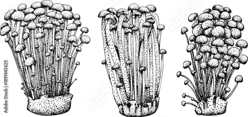 Vector detailed hand drawn mushroom illustration set in vintage botanical engraving style, black and white ink drawing with stippling and line art, organic forest fungi, trending botanical artwork