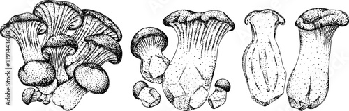 Vector detailed hand drawn mushroom illustration set in vintage botanical engraving style, black and white ink drawing with stippling and line art, organic forest fungi, trending botanical artwork