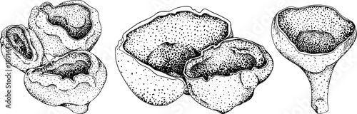 Vector detailed hand drawn mushroom illustration set in vintage botanical engraving style, black and white ink drawing with stippling and line art, organic forest fungi, trending botanical artwork