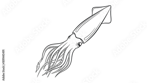 Squid: Elegant linear illustration showcases the squid, marine creature. Emphasizing its graceful form, tentacles, and unique anatomy.