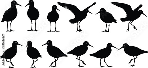 Shorebird silhouette collection showing walking, standing, and flying poses, isolated black bird figures for wildlife, nature, and vector design projects