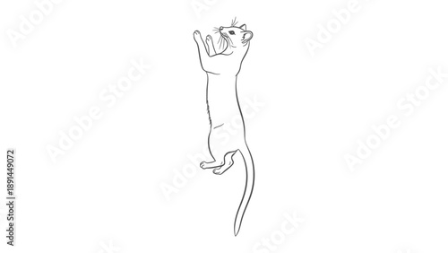 Agile Weasel Sketch: A minimalist black-and-white sketch of a weasel in motion, embodying agility and grace.