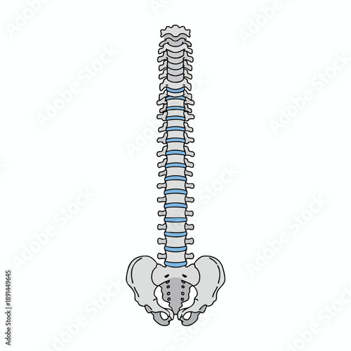 Human Spine Anatomy Illustration