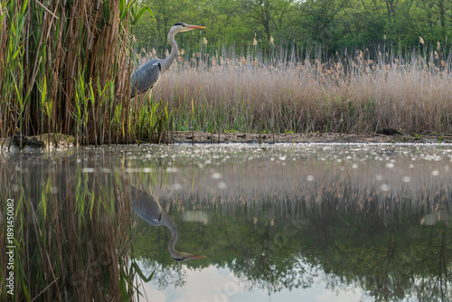 The grey heron (Ardea cinerea)