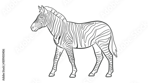 Striped Wonder: An elegant zebra stands proudly, its striking black and white stripes creating a beautiful display, symbolizing the beauty of wildlife and the artistry of nature.