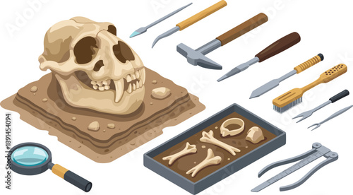 Archaeology excavation illustration with ancient skull bones tools, paleontology dig site equipment, historical discovery concept isolated on white