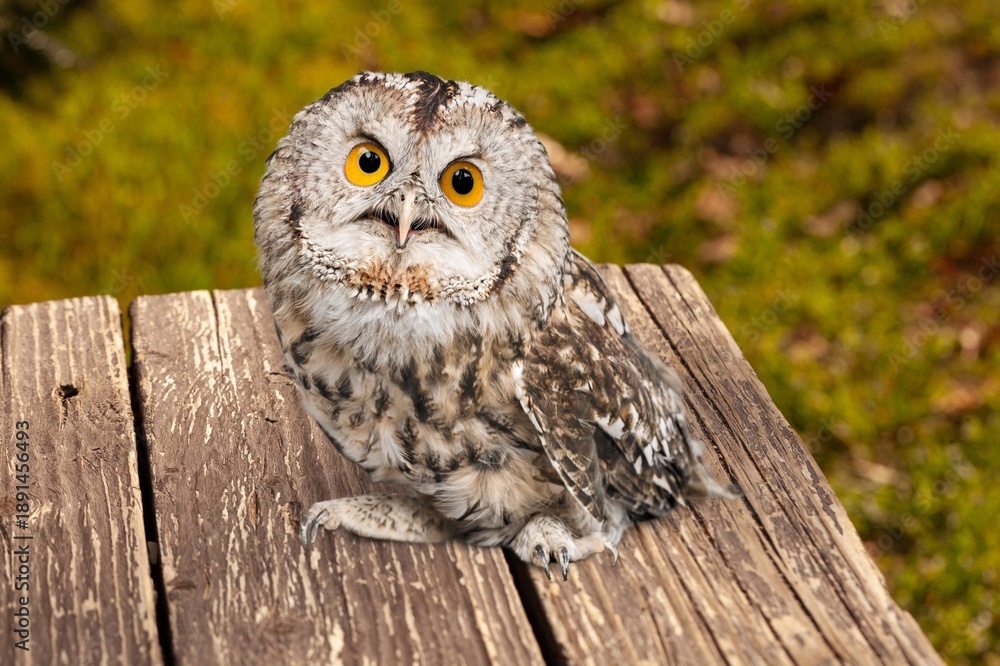 Naklejka premium Barn owl beautiful bird on desk