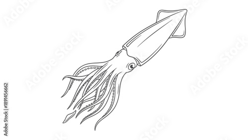 Monochromatic Squid in Ocean: A captivating illustration of a squid, captured in an elegant monochromatic style, showcasing the intricate details of its body and tentacles.