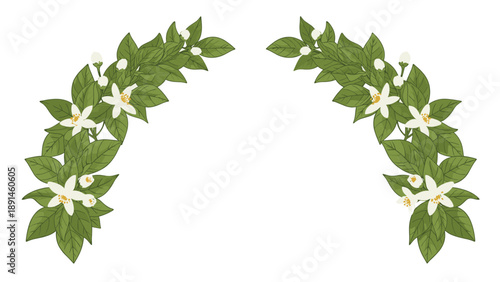 Elegant arched frame composed of two green branches with delicate white orange blossoms and small buds in a vibrant botanical style.
