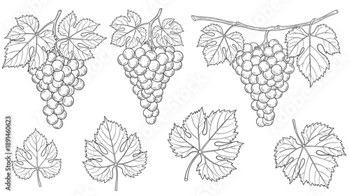 Collection of hand drawn grape bunches and individual vine leaves in a detailed black and white sketch style isolated on a white background.