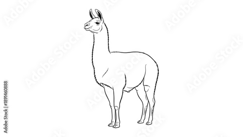 Llama Illustration: A simple yet elegant illustration of a llama, depicted in a minimalist style, perfect for a range of applications. 