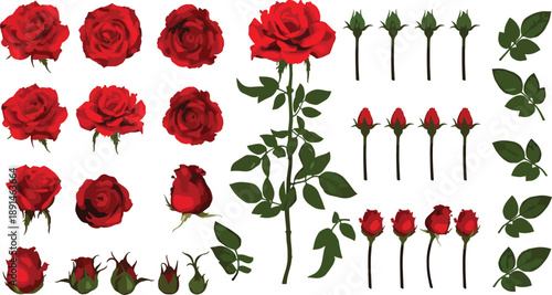 Flat vector red rose collection with blooming flowers and buds, realistic botanical floral illustrations with stems and green leaves for romantic wedding and greeting card design.