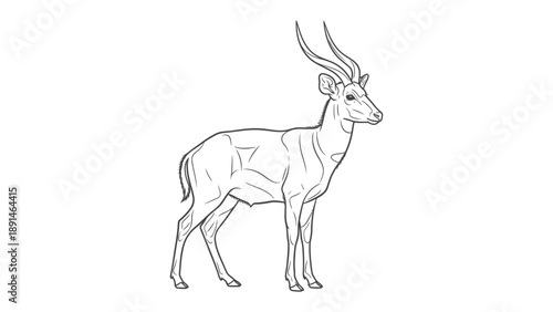 Linear Deer Illustration: A detailed line drawing of an elegant deer. This stark, monochrome artwork captures the deer's form with precision and grace.