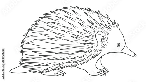 Echidna Sketch: A detailed line drawing portrays an echidna, showcasing its unique spiky exterior, elongated snout, and sturdy claws, embodying the charm of this fascinating creature.