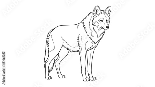 Lone Wolf Line Art: A detailed line art illustration of a solitary wolf, depicted with a focus on its natural anatomy and the raw beauty of the wild.