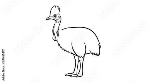 Cassowary Outline: A meticulously crafted outline of a cassowary, a captivating bird known for its striking appearance and unique features, offering a glimpse into the beauty of avian life.