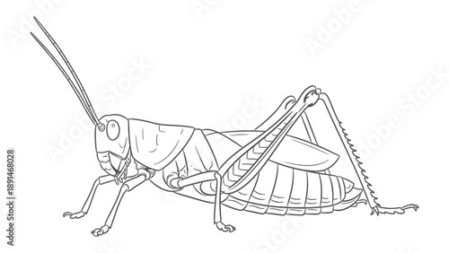 Grasshopper Illustration: A detailed outline drawing showcases the intricate details of a grasshopper's anatomy, highlighting its unique form in an artistic style.