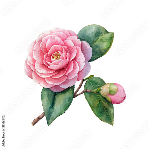 camellia flower hand drawn vector illustration