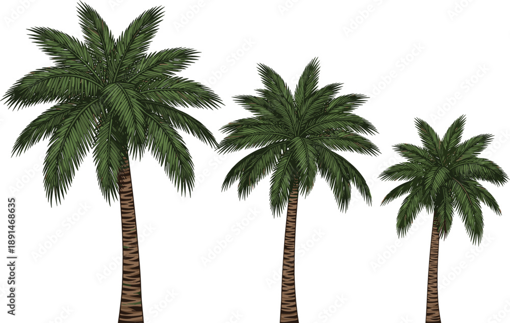 Fototapeta premium Three tropical palm trees illustration, realistic shading, green fronds, brown trunks, botanical art, landscape design, flat vector illustration