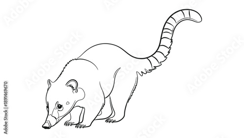 Curious Coati Sketch: A detailed sketch of a coati, a fascinating mammal with a distinctive long nose and striped tail, captured in a moment of exploration.