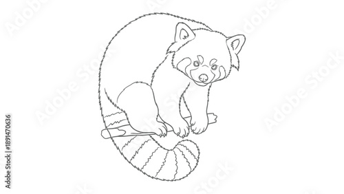Red Panda Contour: An outlined illustration of a captivating red panda in repose, capturing its unique features and relaxed posture.