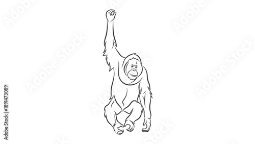 Orangutan Line Art: A delicate line drawing portrays a curious orangutan reaching upward, embodying a blend of gentleness and inquisitive nature.