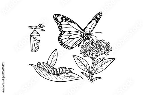 Detailed monarch butterfly life cycle with caterpillar and chrysalis