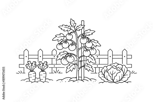 Gardening scene: tomato, carrot, and cabbage with fence in outline style