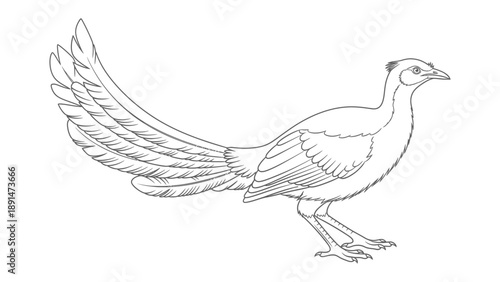Line Art Pheasant Illustration: A delicate monochrome illustration of a pheasant, emphasizing the bird's elegant form and intricate feather detail.