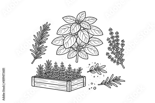 Herbal garden sketch: rosemary, basil and thyme in wooden planter box