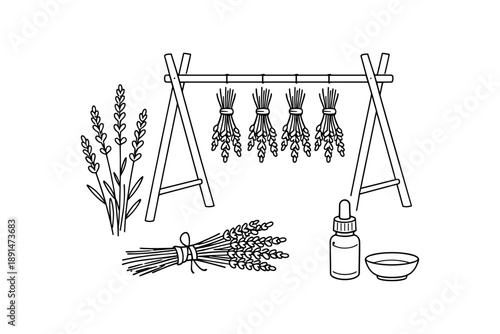 Herbal lavender elements featuring drying flowers and essential oil in outline style