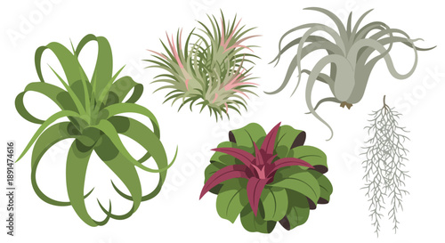 A vibrant collection of diverse tillandsia air plants showcasing varied forms and textures ideal for botanical design elements and decorative indoor