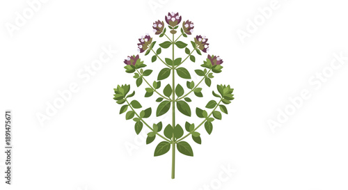 Detailed botanical illustration of a flourishing green herb plant adorned with clusters of delicate lavender blossoms, presented on a stark white