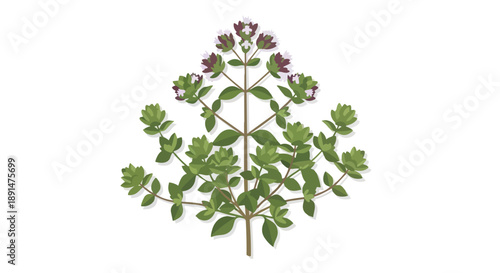 Vibrant botanical illustration of fresh oregano plant with purple blossoms and green leaves on white background