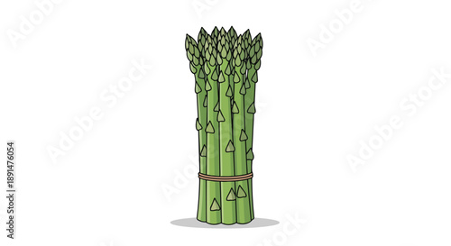 Freshly harvested green asparagus bundle tied with string, ready for culinary use illustration
