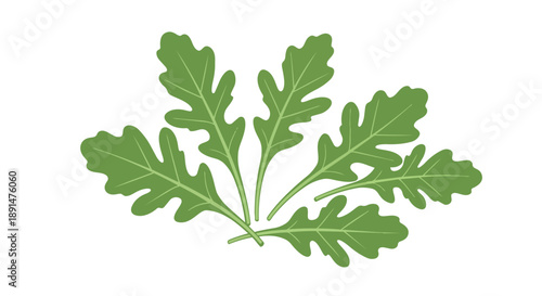 Vibrant green arugula leaves illustration in a crisp, clean vector style Perfect for healthy food concepts, culinary designs, and organic product