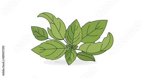 An enchanting illustration of fresh green basil leaves offering a vibrant touch of nature's finest culinary herb perfect for food themes and garden