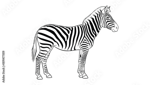 Striped Equine: A striking illustration captures the iconic beauty of a zebra, showcasing its distinctive black and white striped pattern in a simple, yet elegant style.