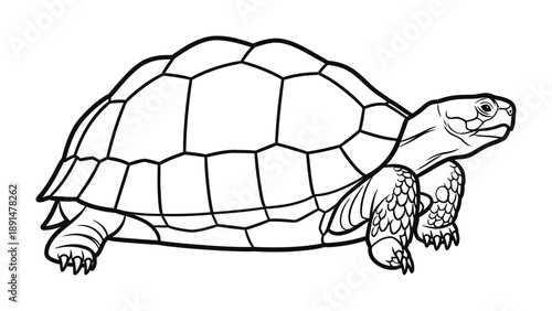 Turtle in the Shell: This detailed illustration of a turtle showcases its distinctive shell, legs, and head in a classic black and white style.