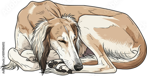 Saluki dog lying down curled up sleeping resting pose