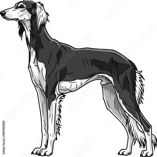 Saluki dog standing side profile view looking away