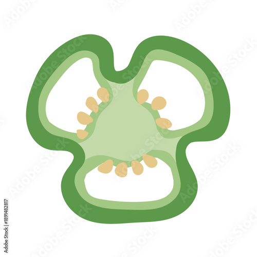 A cute illustration of a cross section of a green pepper