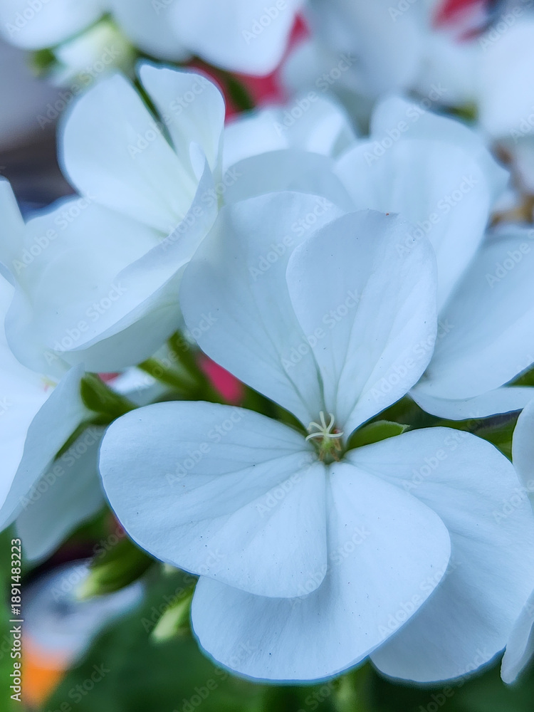 Obraz premium Small white flowers