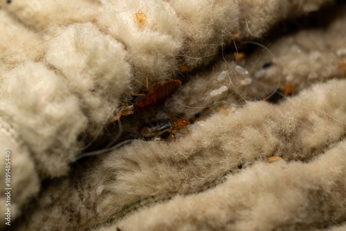 Photos Bed Bug On Textile Surface Close Up