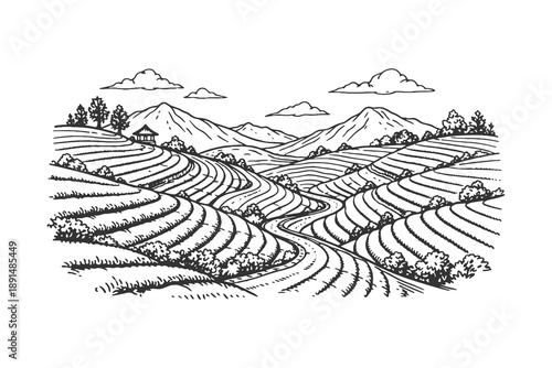 Beautiful terraced rice fields landscape vector illustration in vintage engraving style featuring agricultural mountain hills and distant farmhouse.